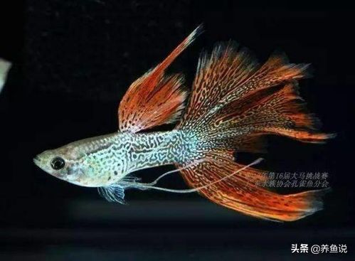 揭秘挑选公孔雀鱼的秘诀：轻松成为养鱼达人！
