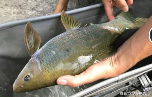 选购孔雀鱼指南：挑选理想宠物的黄金标准