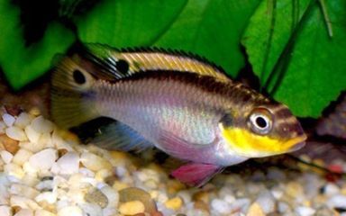 如何挑選健康的翡翠鳳凰魚（挑選健康的翡翠鳳凰魚需要注意以下幾個(gè)方面）