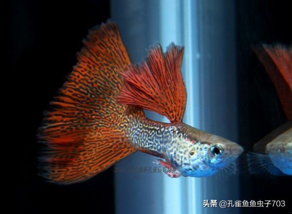 買孔雀魚如何選擇