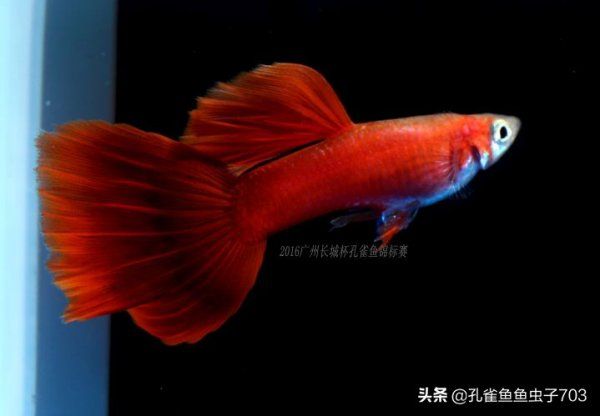 買孔雀魚如何選擇