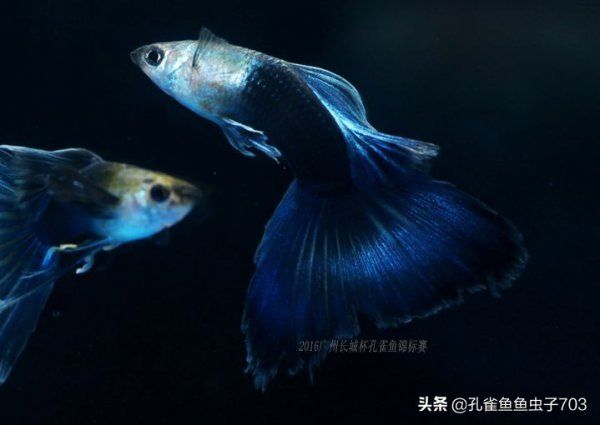 買孔雀魚如何選擇