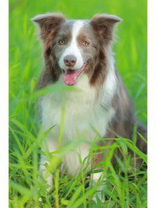 什么狗智商高 十大聰明名犬智商排名