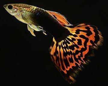 孔雀鱼受欢迎，满缸的鱼，哪只是健康的，如何挑选成了关键