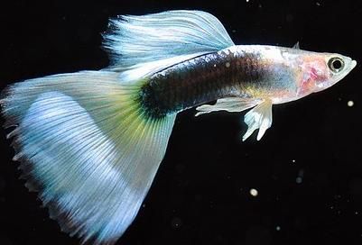 孔雀鱼受欢迎，满缸的鱼，哪只是健康的，如何挑选成了关键