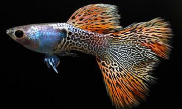 孔雀鱼受欢迎，满缸的鱼，哪只是健康的，如何挑选成了关键