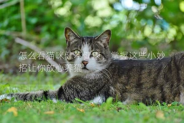 怎么看猫咪健不健康，掌握这些小妙招让你放心养猫