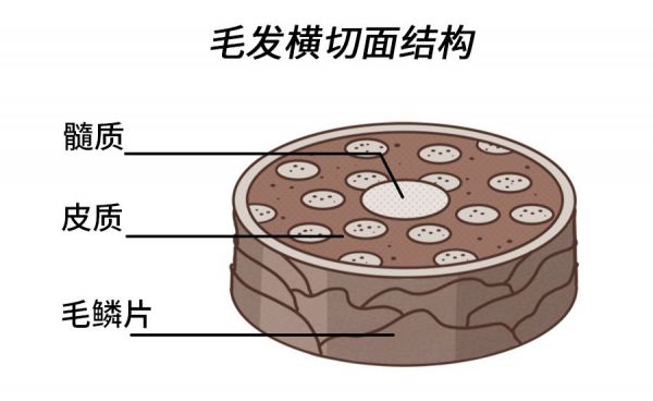 切面.jpg