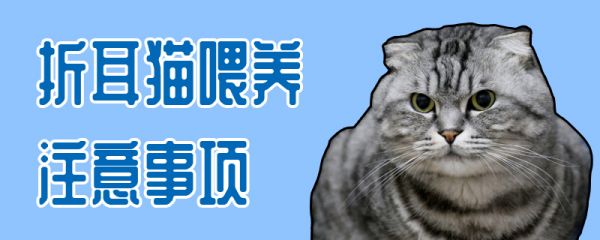 折耳貓喂養(yǎng)注意事項(xiàng)