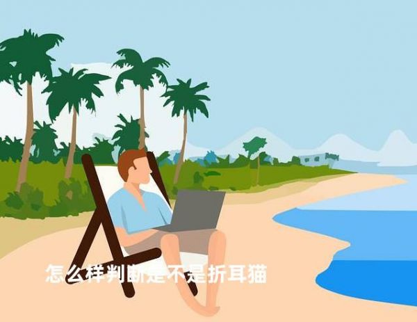 怎么樣判斷是不是折耳貓