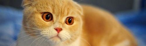 如何为你的折耳猫提供健康饮食？（从宠物食品到自制餐，为你的折耳猫提供全面的营养）