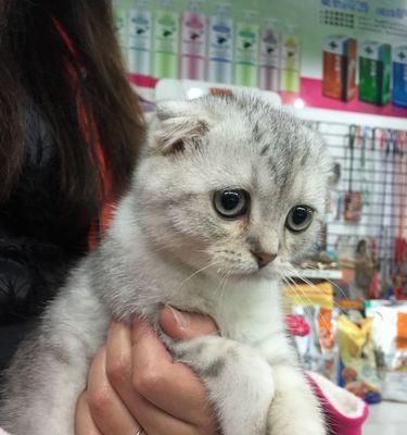 2个多月折耳猫怎么喂养？饮食安排有哪些要点？