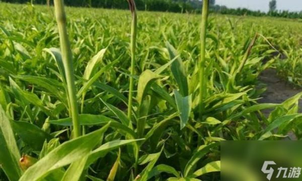 燕云十六聲中草藥采集路線是怎樣的？每日食物草藥需求如何滿足？