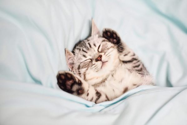世界睡眠日
