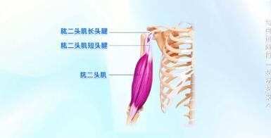 拳擊常見損傷