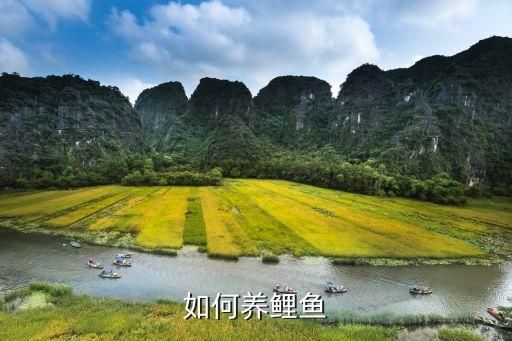 如何养鲤鱼