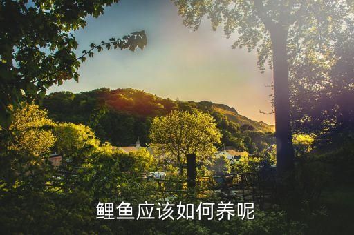 鲤鱼应该如何养呢