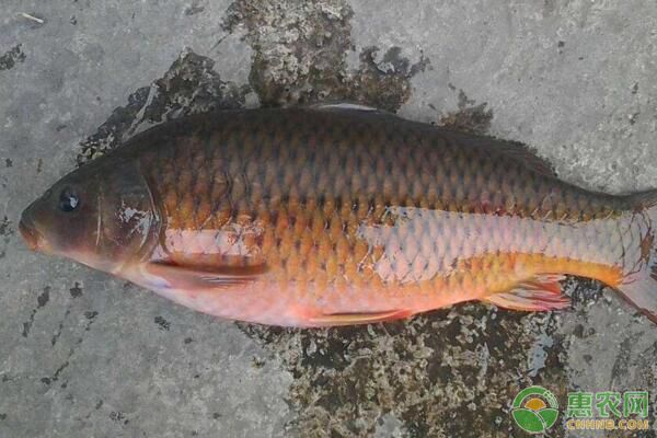 鲤鱼常见病害有哪些？鲤鱼病害发生原因、防治措施-图片版权归惠农网所有