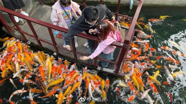 鯉魚喂魚食應(yīng)該喂多少