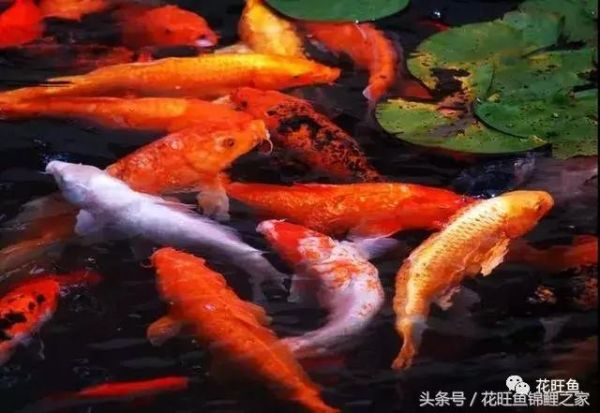 春天要到了，這樣養(yǎng)錦鯉才不會(huì)生病