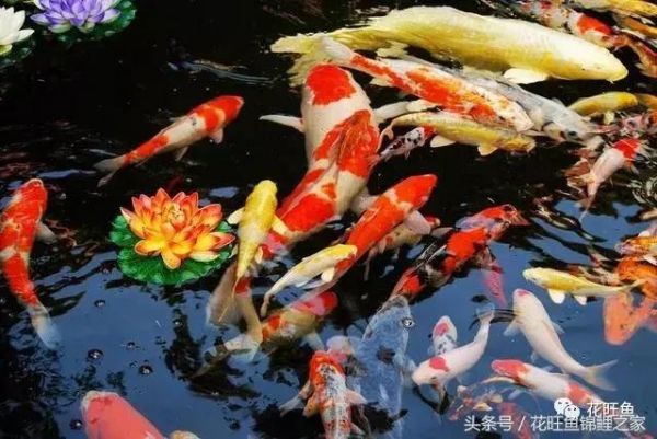 春天要到了，這樣養(yǎng)錦鯉才不會(huì)生病