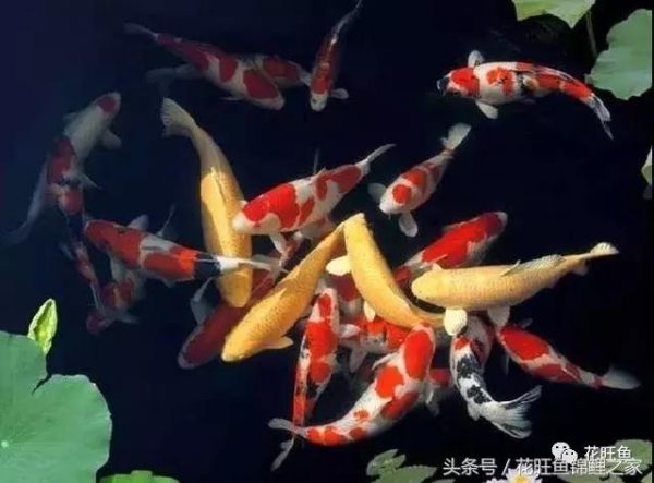春天要到了，這樣養(yǎng)錦鯉才不會(huì)生病