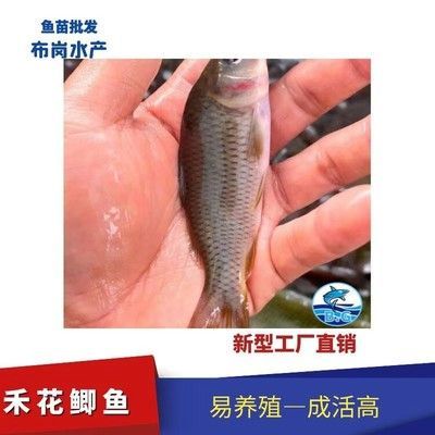 七紋巨鯉魚疾病預(yù)防（七紋巨鯉魚疾病高發(fā)季節(jié),如何判斷七紋巨鯉魚健康）