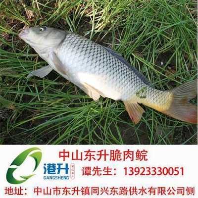 七紋巨鯉魚疾病預(yù)防（七紋巨鯉魚疾病高發(fā)季節(jié),如何判斷七紋巨鯉魚健康）