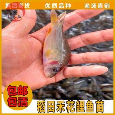 七紋巨鯉魚疾病預(yù)防（七紋巨鯉魚疾病高發(fā)季節(jié),如何判斷七紋巨鯉魚健康）