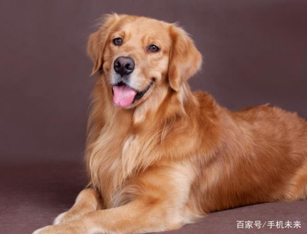 培育健康的狗，必須按照狗的年齡或體重，滿足狗的全部營養(yǎng)需要