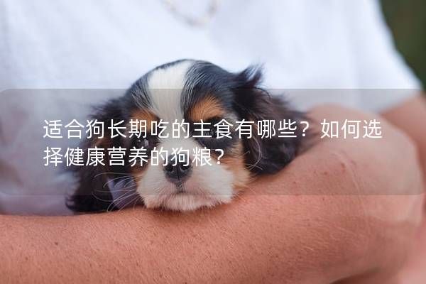 適合狗長期吃的主食有哪些？如何選擇健康營養(yǎng)的狗糧？