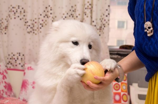 这几种食物，狗狗吃了营养又健康，你喂过几种呢？