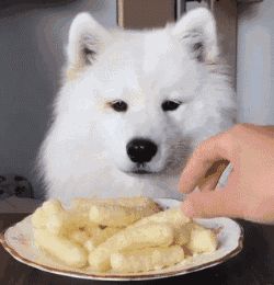 这几种食物，狗狗吃了营养又健康，你喂过几种呢？