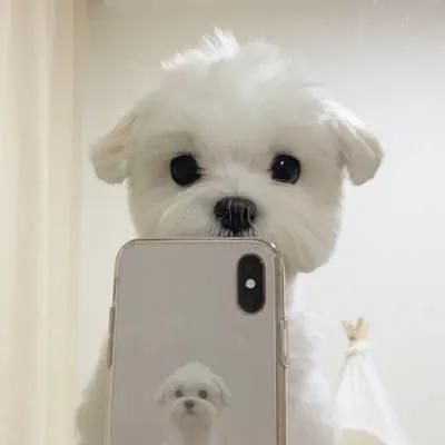 狗狗一天要吃多少粮食？喂食的最佳时间是什么时候，你知道吗？​