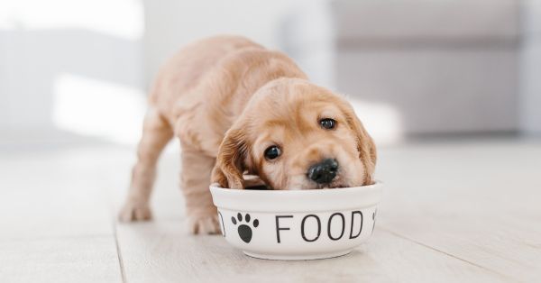 狗狗 dog