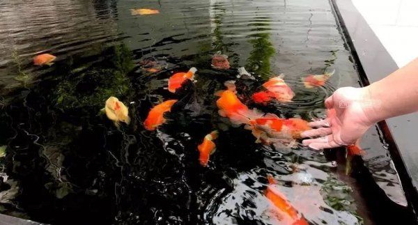 喂魚八分飽是多少？