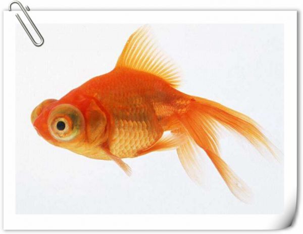 金魚怎么喂食