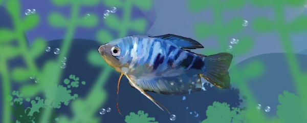 魚苗怎么喂養(yǎng)，喂魚要注意什么