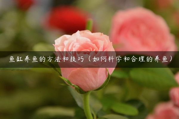 魚缸養(yǎng)魚的方法和技巧（如何科學(xué)和合理的養(yǎng)魚）
