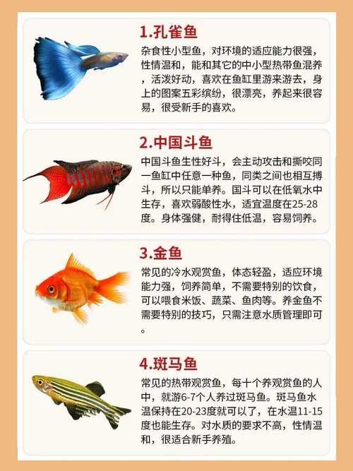 鱼如何喂食