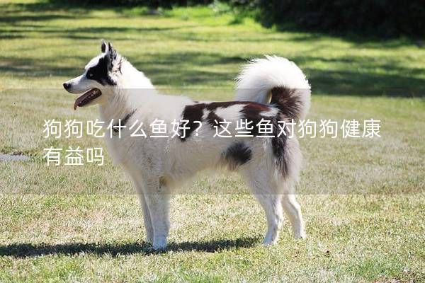 狗狗吃什么魚好？這些魚對狗狗健康有益嗎