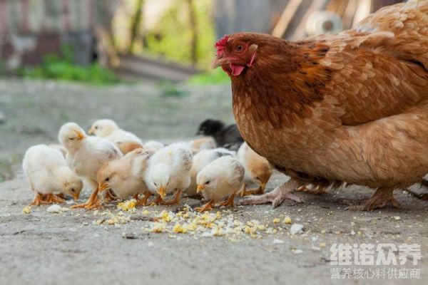喂鸡怎么喂