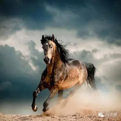 奔跑的健康馬