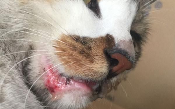 猫咪嘴巴外面烂了怎么办-图1