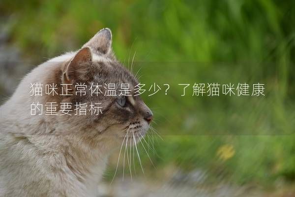 貓咪正常體溫是多少？了解貓咪健康的重要指標(biāo)