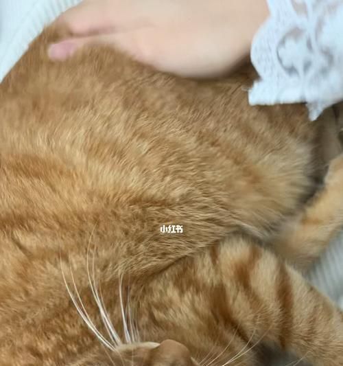 貓的屁股指標淺談（從健康到行為）