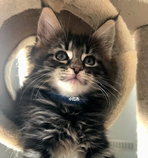 宠物猫猫体检指南（如何保持宠物猫猫的健康）