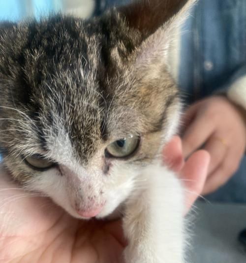 宠物猫猫体检指南（如何保持宠物猫猫的健康）