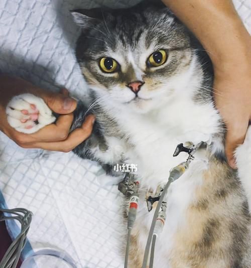 宠物猫猫体检指南（如何保持宠物猫猫的健康）