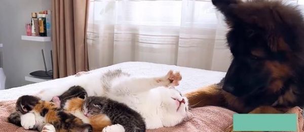 讓貓咪動起來，健康快樂生活（5個方法讓你的愛貓成為運動達人）